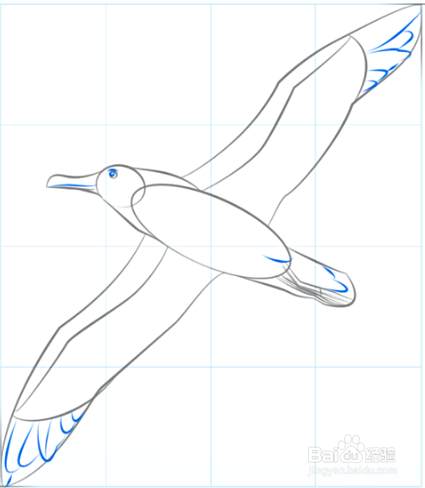 如何画飞翔的信天翁