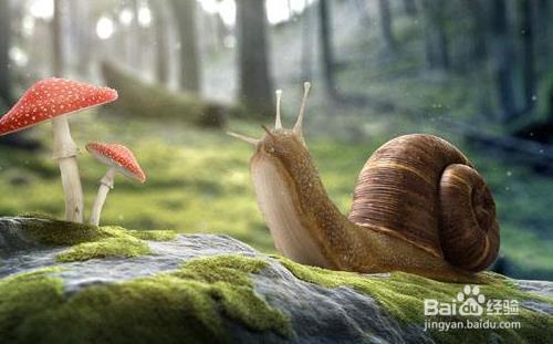 彻底灭杀蜗牛的4种非农药方法