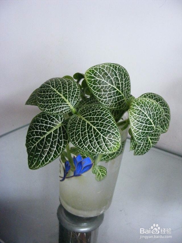 ​盆栽白网纹草的诀窍