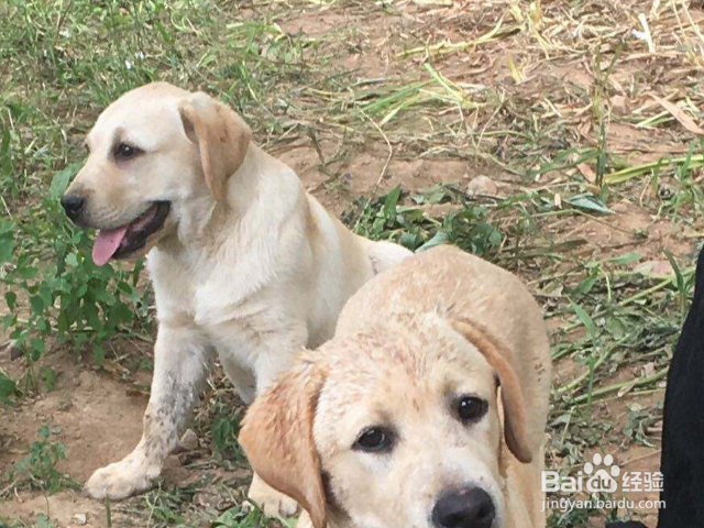 怎么训练狗狗唤回技能？