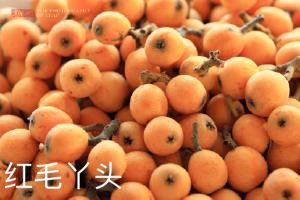 枇杷的分类与价值图解