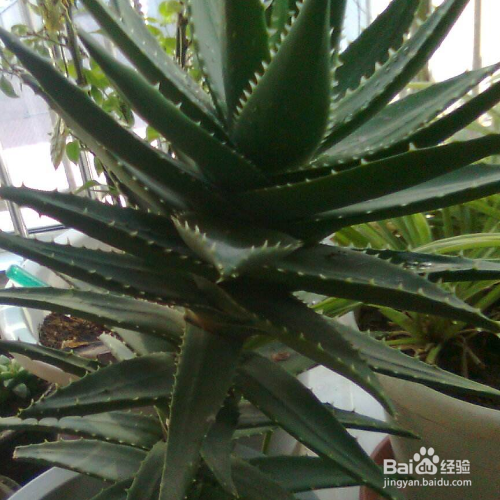 芦荟长黑斑应该怎么办呢？