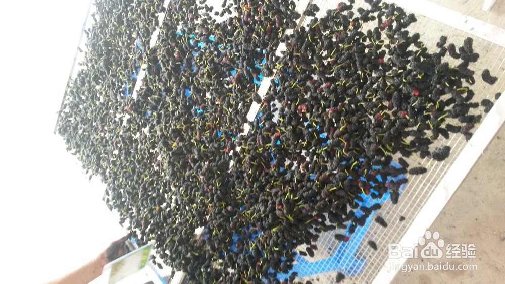 桑葚烘干机的作用,桑椹烘干机的使用