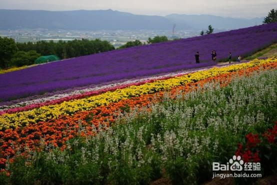 富良野美瑛一日游攻略