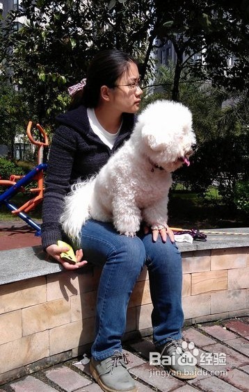 逗引比熊狗狗扑咬训练其凶猛度的训练方法
