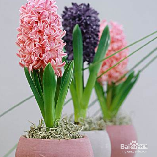 风信子烂根后该怎么处理？