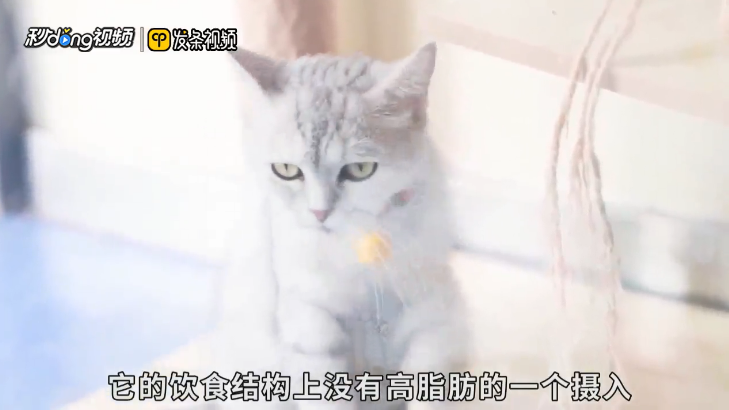 猫咪长不胖怎么办