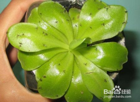 小黑飞怎么杀也不死?那是你没用对方法!