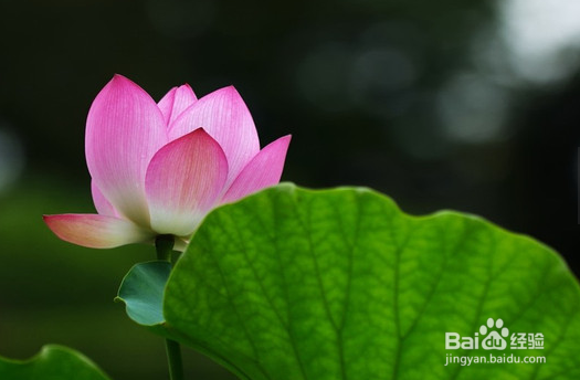 D7000拍荷花相机如何设置