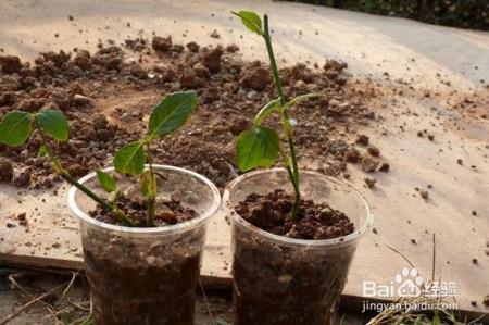 月季扦插老不活了老花农教你绝招！生根快发芽多，分分钟成活！