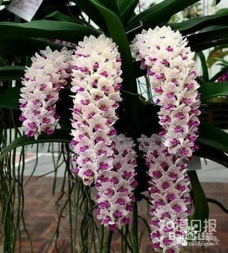 100种兰花品种图鉴，花开瞬间，艳冠群芳！