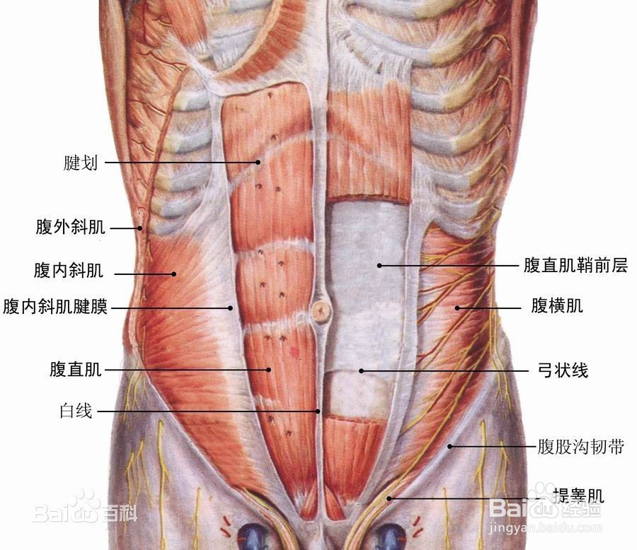男士怎样练腹肌