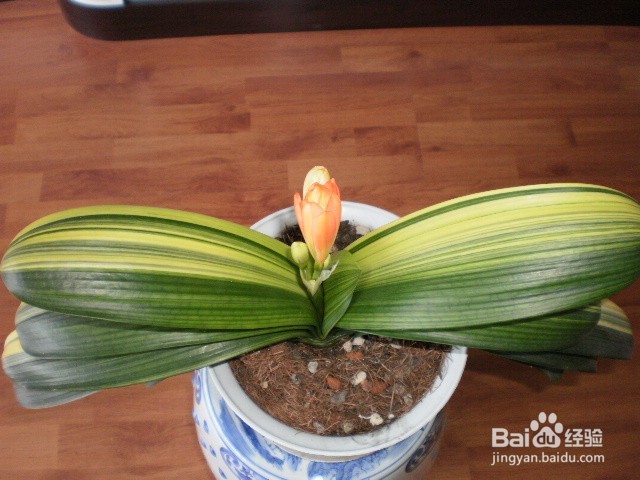 如何给君子兰施肥