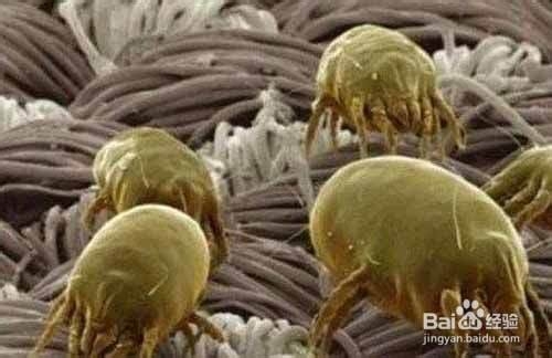 如何处理棉被上的螨虫