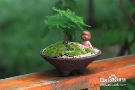 文竹浇水注意事项、怎么给文竹浇水才是最好的?