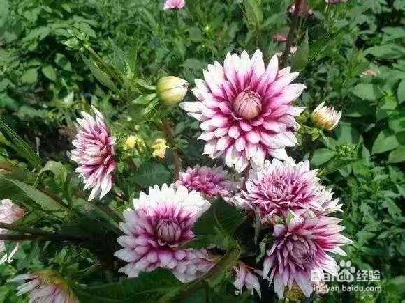 3种花现在养1盆，1个月就开花，一直开到12月