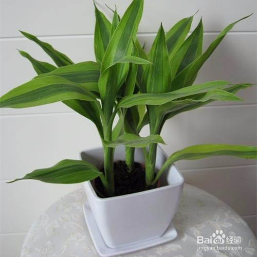 富贵竹杆发黄怎么办