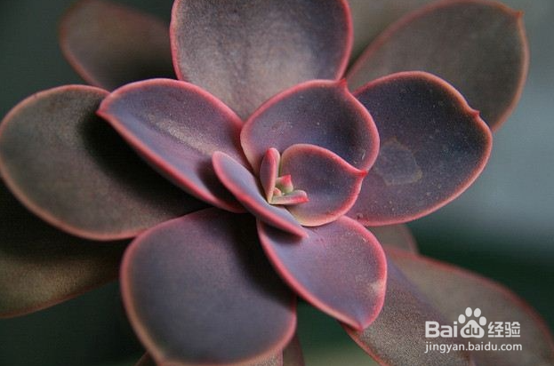 生活中常见的多肉植物有哪些？