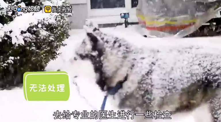 狗被车撞了怎么恢复