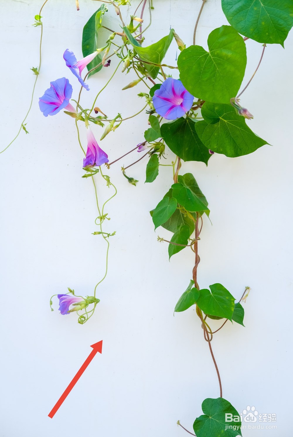 爬藤牵牛花的种植方法