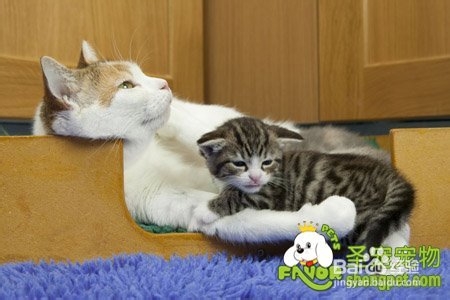 猫咪生产后的正确护理方法