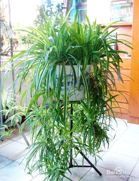 五个清除甲醛的小妙招