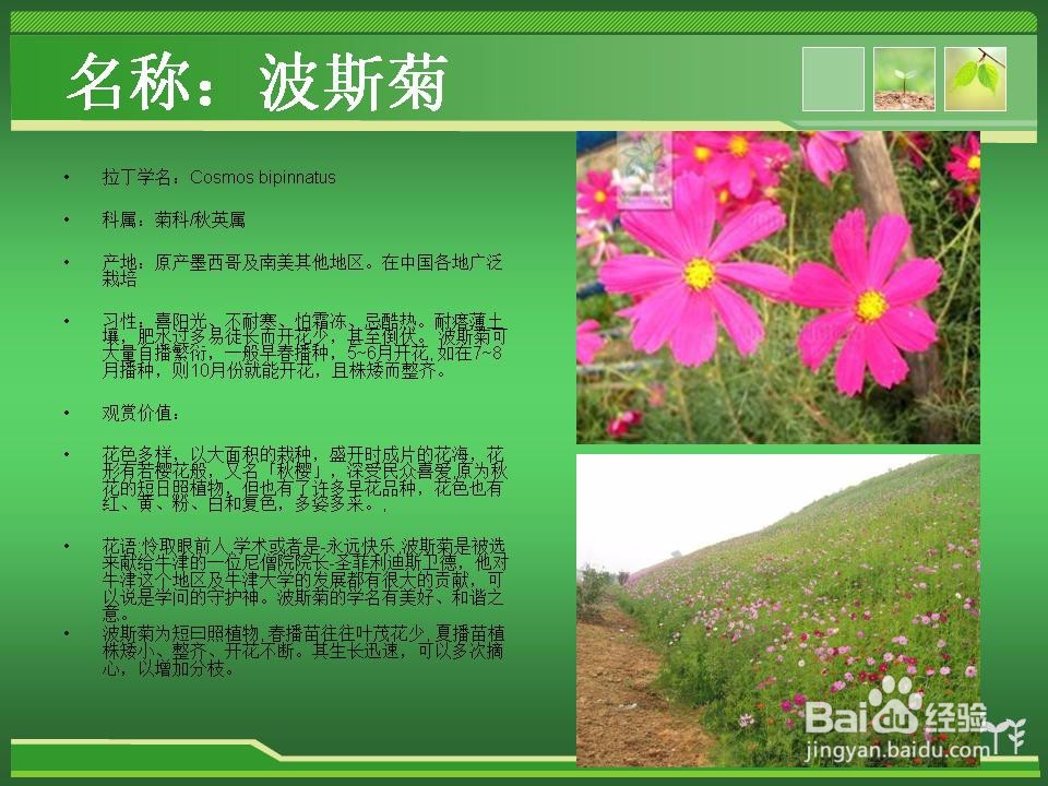 常见草花的辨认