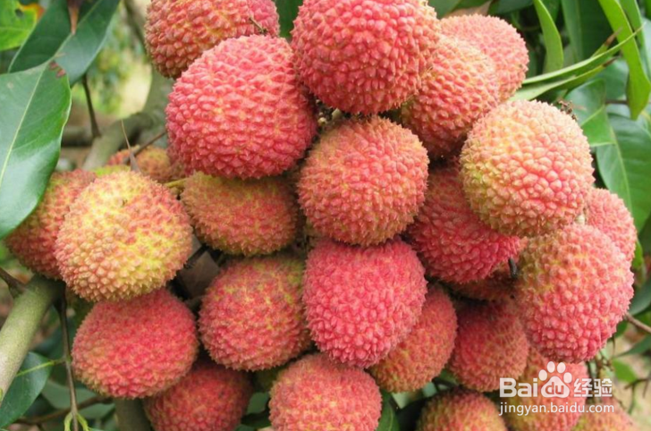 荔枝能不能多吃,多吃会有哪些坏处