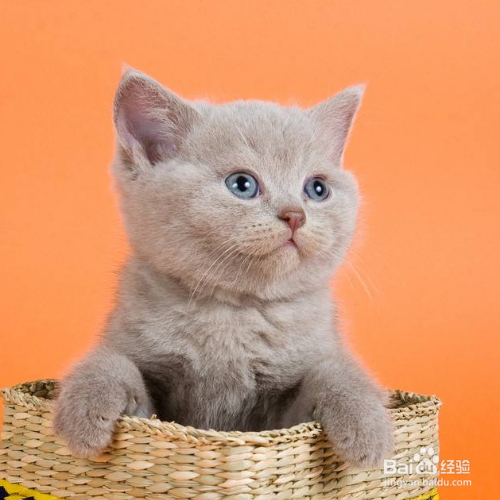 在照顾猫咪的时候需要注意哪些？