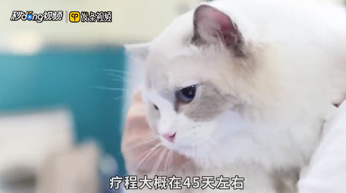 人得了猫藓可以自愈吗