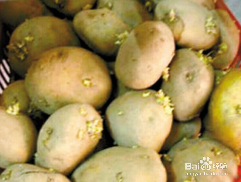 甄别有毒食物防止食物中毒