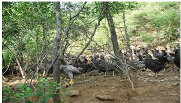 怎样养殖芦花鸡