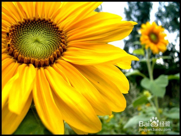 如何防止花变蔫?