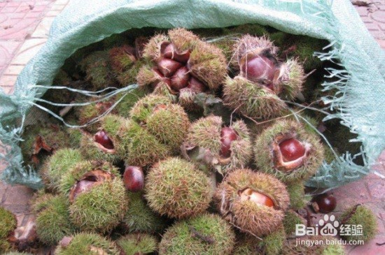 板栗如何储存最好