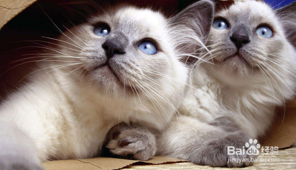 什么时候给猫驱虫最合适？