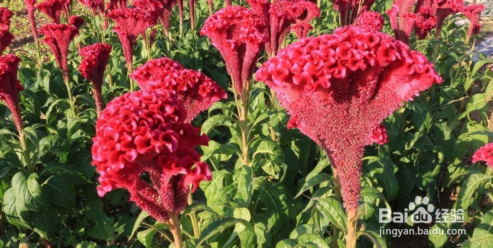 鸡冠花在日常生活中怎么进行养育