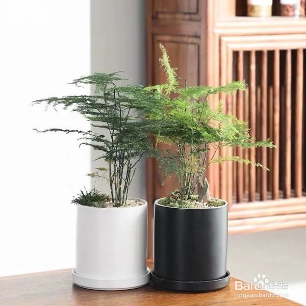 文竹的养护秘籍