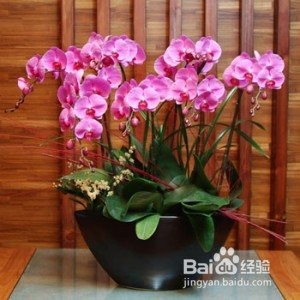 水苔养蝴蝶兰的方法