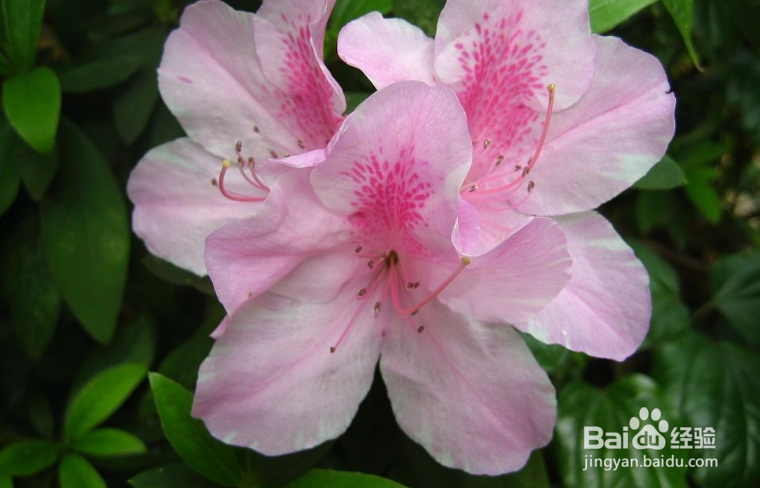 杜鹃花养殖方法