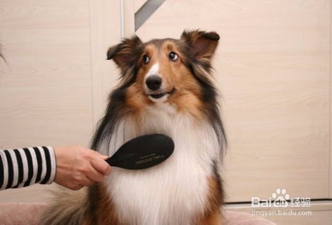 喂养成年可卡犬的方法