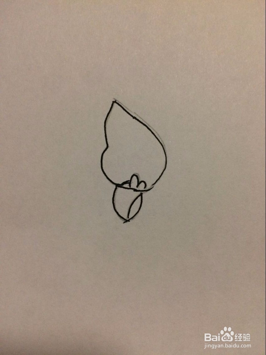 马蹄莲的简笔画法