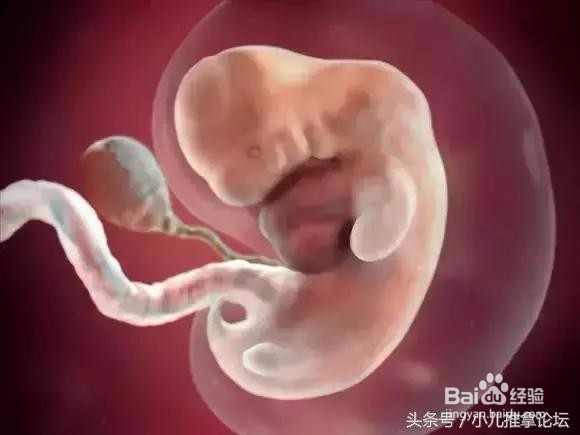 宝宝在肚子里是怎么长大的？
