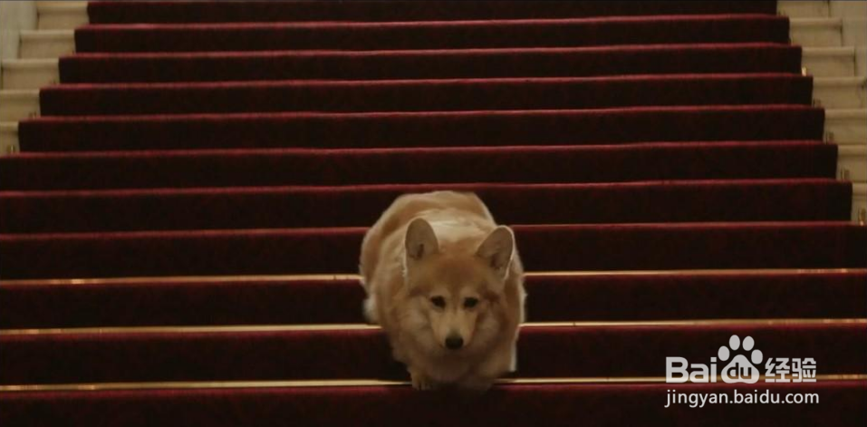 一寸短一寸痛，小短腿的汪搞笑到没有底线，腿到