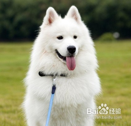 狗狗的肠胃问题你知道多少呢