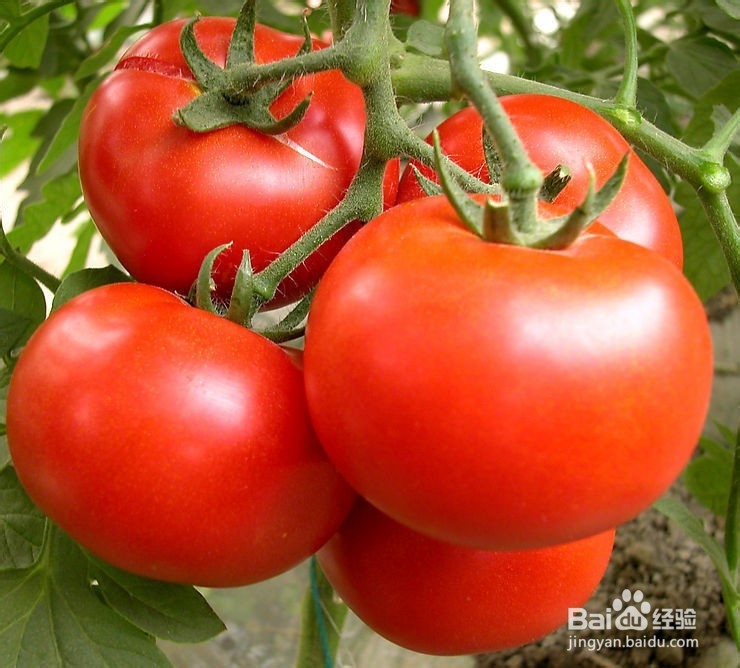 适当的饮食习惯能制造美腿