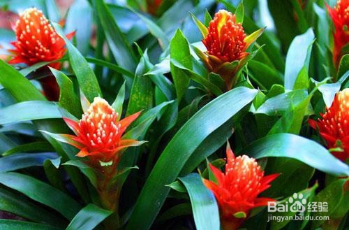 凤梨的养殖方法