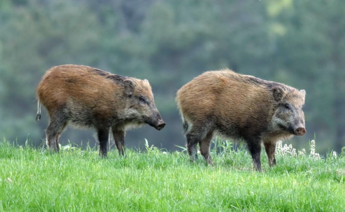 野猪是不是只能吃素呢