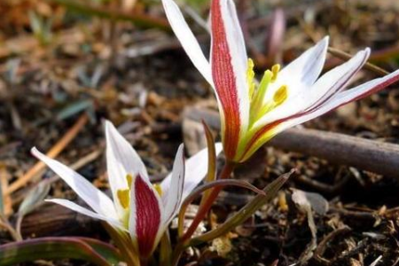 老鸦瓣的种植方法是什么