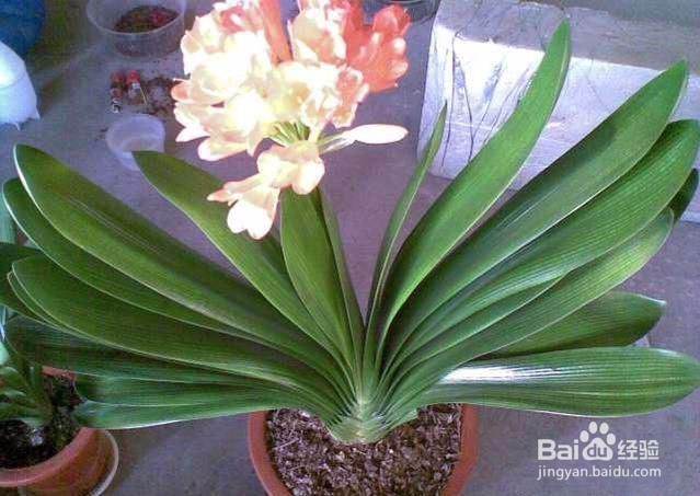 解决花卉烂根的问题——神奇地药片