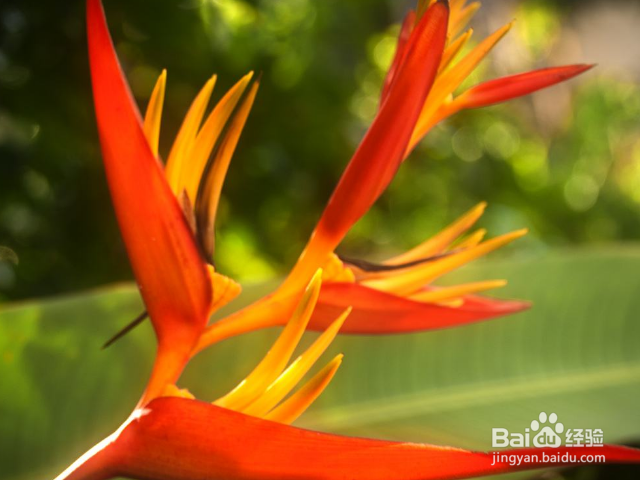 鹤望兰的养殖方法和注意事项有哪些？